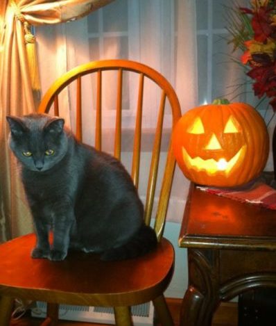 Beautiful dark cat and carved Halloween pumpkin