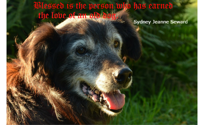Beautiful old Shetland sheepdog - blessed is the person who has earned the love of an old dog.