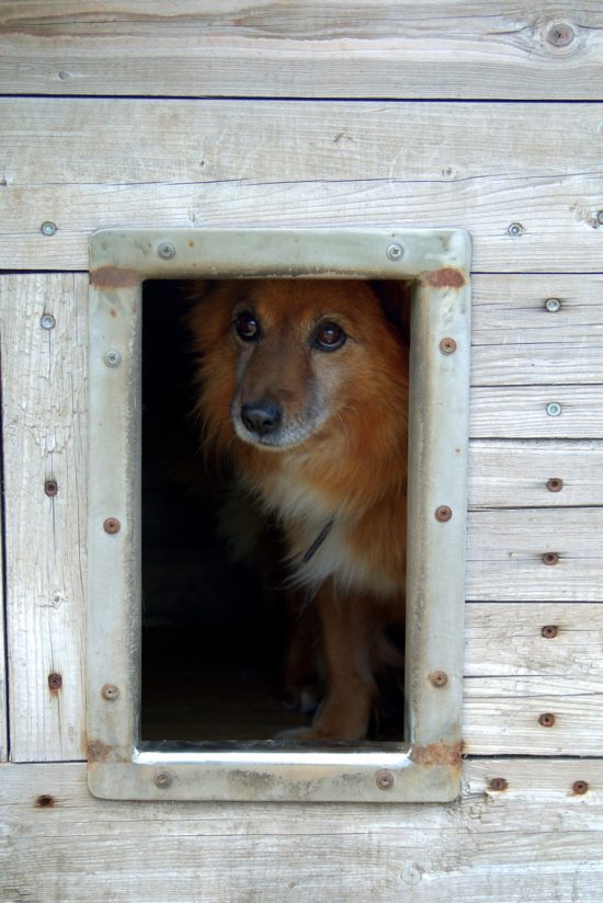 Sad red dog in animal shelter.