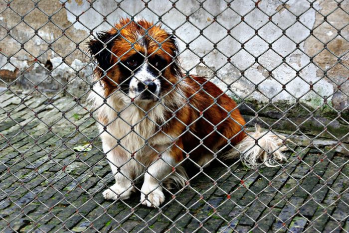 Very sad brown and white dog in a shelter.