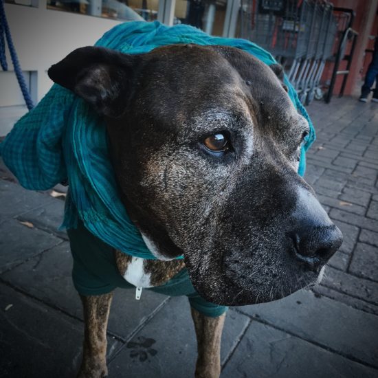 Senior pit bull wearing scarf.