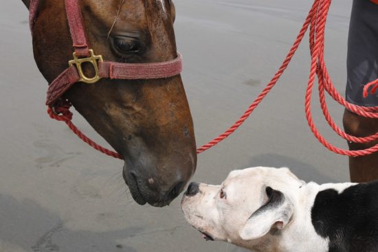 Black and white pit bull and horse nose to nose saying hello.