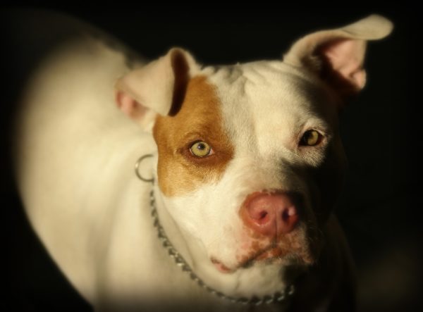 Brown and white pit bull dog