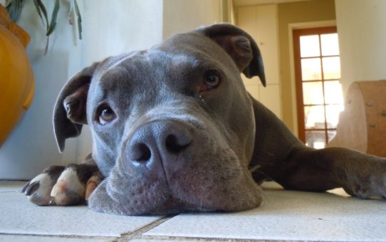 Thoughtful pit bull laying on the floor.