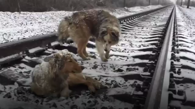 Two dogs stuck on cold train tracks.